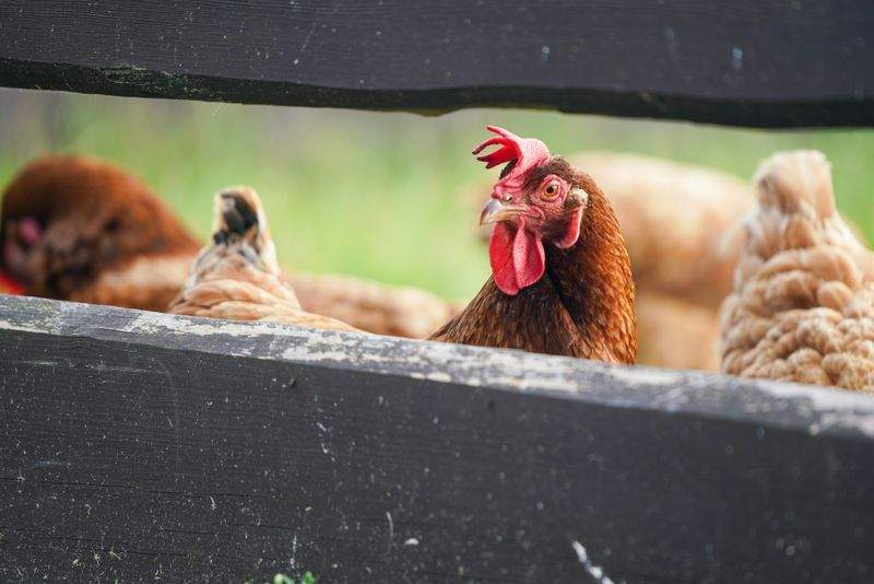 Nordic Poultry House 10