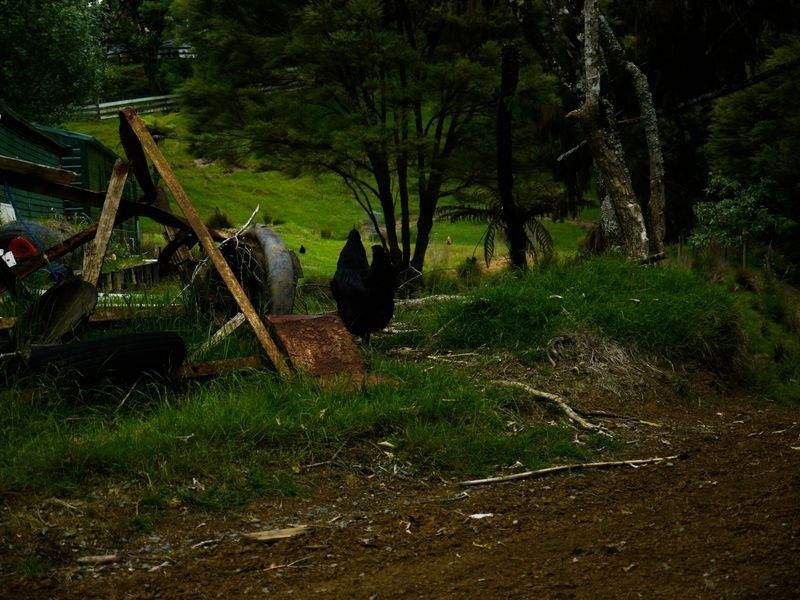 Nordic Poultry House 11