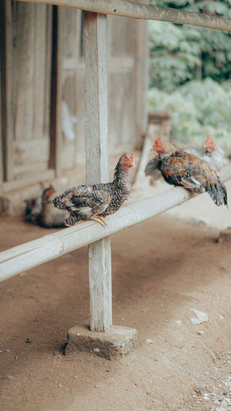 Nordic Poultry House 12