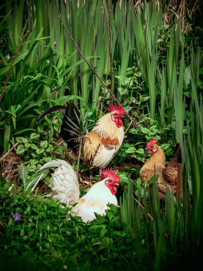Nordic Poultry House 3