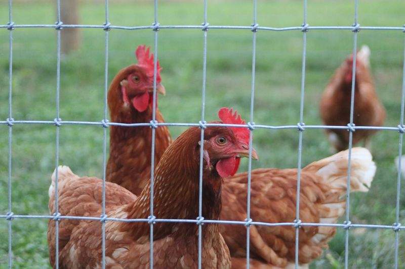 Nordic Poultry House 8