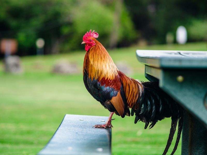 Nordic Poultry House 9